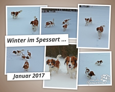 Kooikerhondje von der Spessartrose