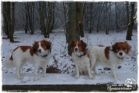 Kooikerhondje von der Spessartrose