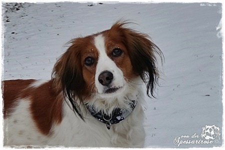 Kooikerhondje von der Spessartrose