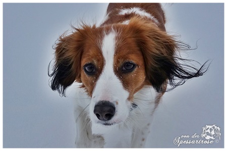 Kooikerhondje von der Spessartrose