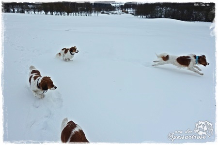 Kooikerhondje von der Spessartrose