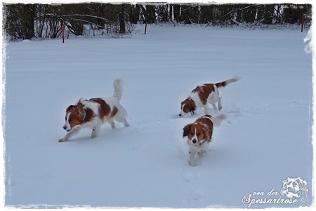 Kooikerhondje von der Spessartrose