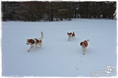 Kooikerhondje von der Spessartrose