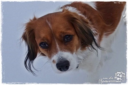 Kooikerhondje von der Spessartrose