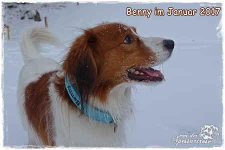 Kooikerhondje von der Spessartrose