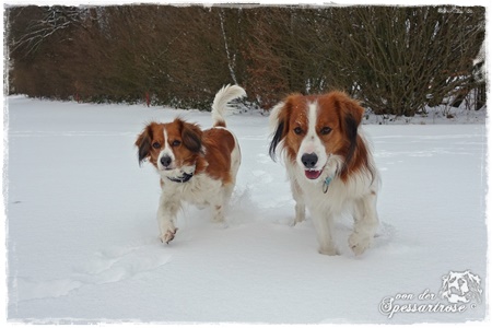 Kooikerhondje von der Spessartrose