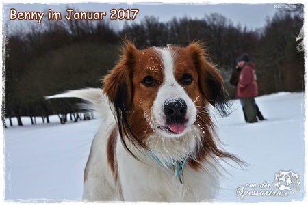 Kooikerhondje von der Spessartrose