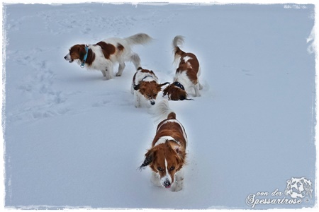 Kooikerhondje von der Spessartrose