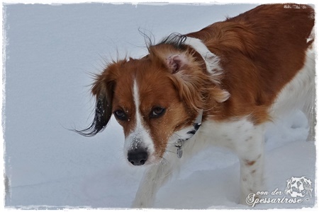 Kooikerhondje von der Spessartrose