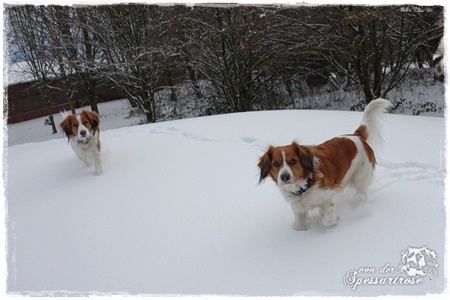 Kooikerhondje von der Spessartrose