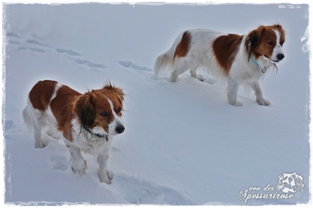 Kooikerhondje von der Spessartrose