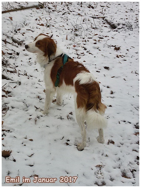 Kooikerhondje von der Spessartrose