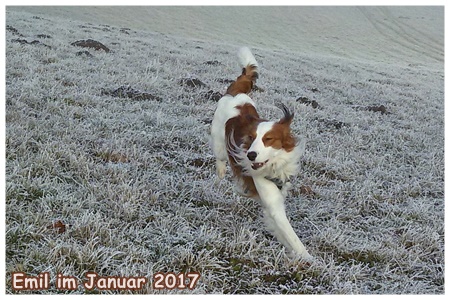 Kooikerhondje von der Spessartrose