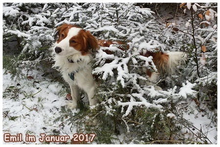 Kooikerhondje von der Spessartrose