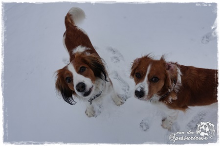 Kooikerhondje von der Spessartrose