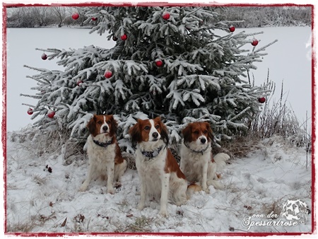 Kooikerhondje von der Spessartrose