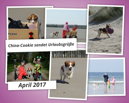 Kooikerhondje von der Spessartrose