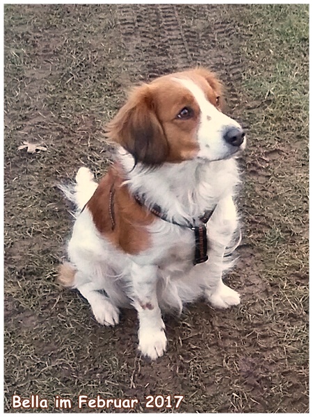 Kooikerhondje von der Spessartrose