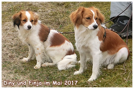 Kooikerhondje von der Spessartrose