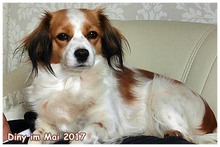 Kooikerhondje von der Spessartrose