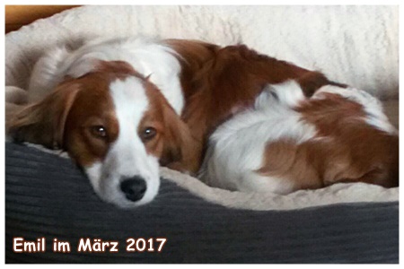 Kooikerhondje von der Spessartrose