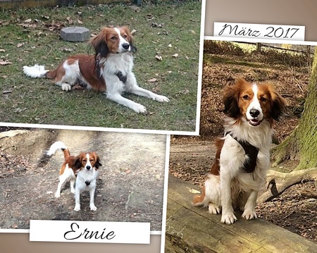 Kooikerhondje von der Spessartrose