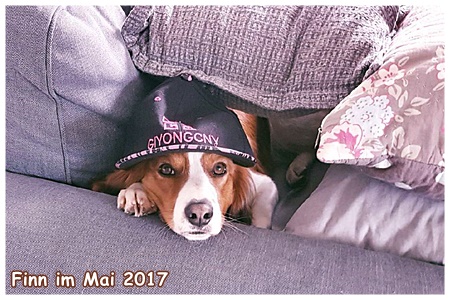 Kooikerhondje von der Spessartrose