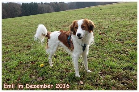 Kooikerhondje von der Spessartrose