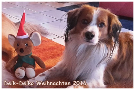 Kooikerhondje von der Spessartrose