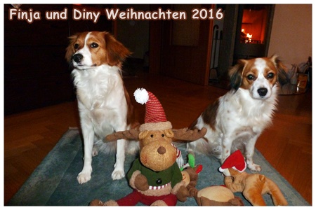 Kooikerhondje von der Spessartrose