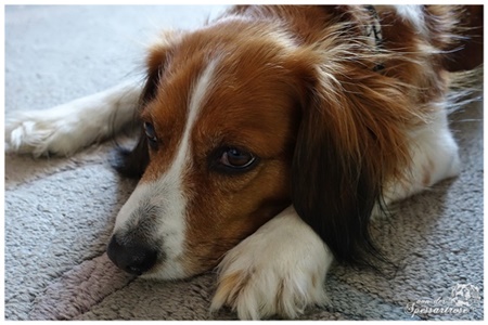 Kooikerhondje von der Spessartrose