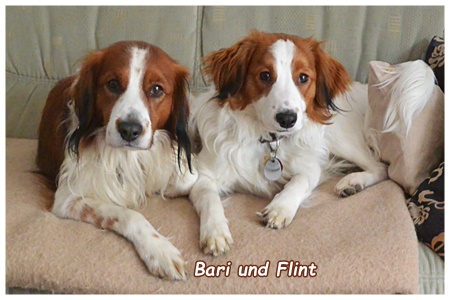 Kooikerhondje von der Spessartrose