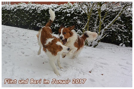 Kooikerhondje von der Spessartrose