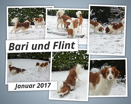 Kooikerhondje von der Spessartrose