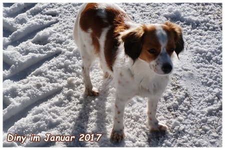 Kooikerhondje von der Spessartrose