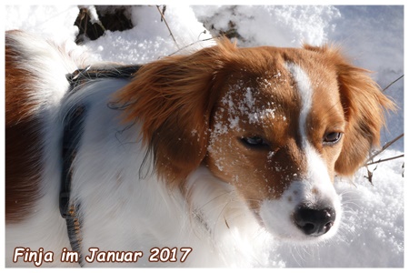 Kooikerhondje von der Spessartrose