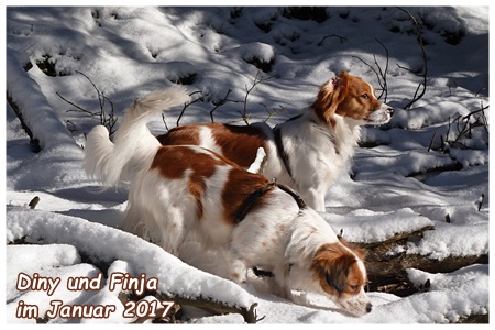 Kooikerhondje von der Spessartrose