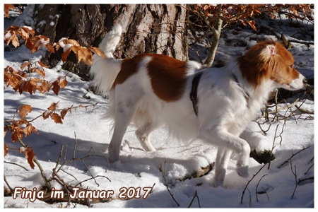 Kooikerhondje von der Spessartrose