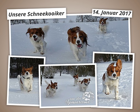 Kooikerhondje von der Spessartrose