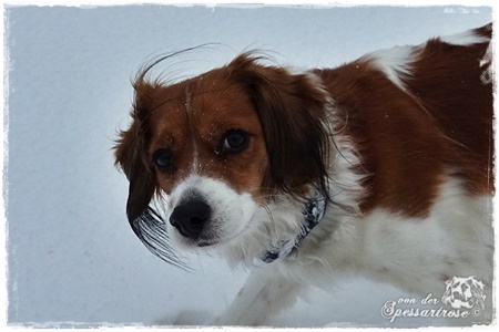 Kooikerhondje von der Spessartrose