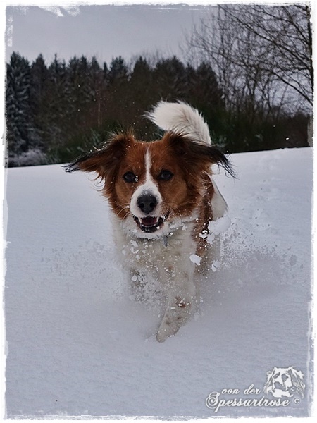 Kooikerhondje von der Spessartrose