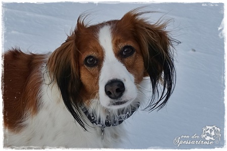 Kooikerhondje von der Spessartrose