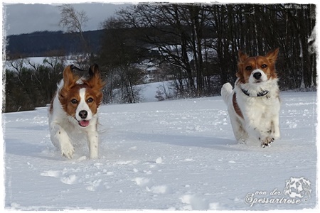 Kooikerhondje von der Spessartrose