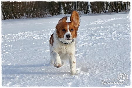 Kooikerhondje von der Spessartrose