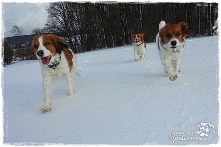 Kooikerhondje von der Spessartrose