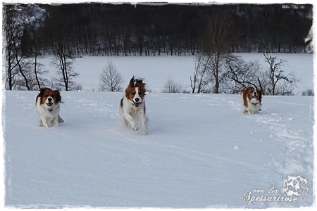 Kooikerhondje von der Spessartrose