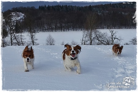 Kooikerhondje von der Spessartrose