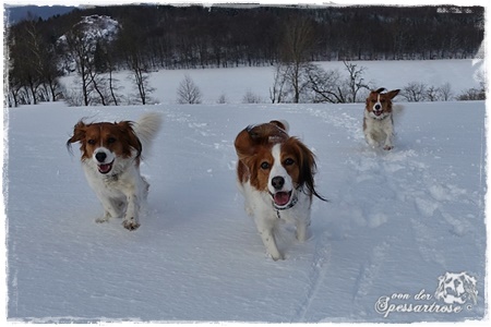 Kooikerhondje von der Spessartrose