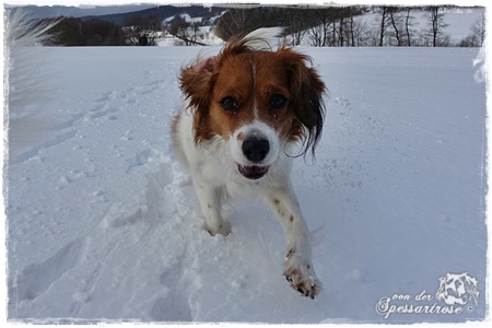 Kooikerhondje von der Spessartrose