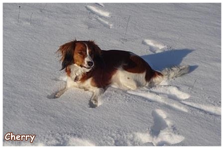 Kooikerhondje von der Spessartrose